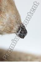 Hedgehog - Erinaceus europaeus 0024